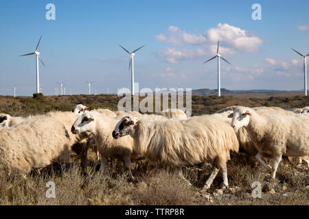 Windmühlen und Schafe auf Wind Farm gegen Sky Stockfoto