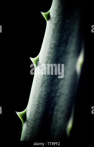 Nahaufnahme der Aloe Vera Pflanze auf schwarzem Hintergrund Stockfoto