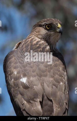 Cooper's hawk Stockfoto