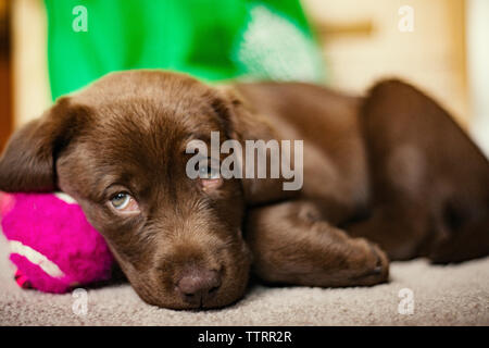 Chocolate Labrador Welpe liegend auf dem Boden zu Hause Stockfoto