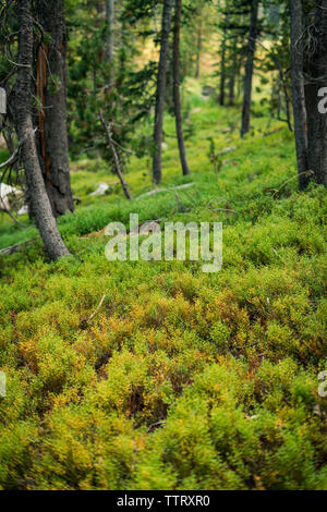 Üppig grüne Farne auf dem Boden eines großen Pinienwald Stockfoto
