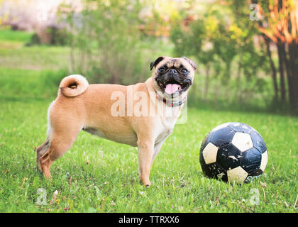 Pug heraus haften Zunge beim Stehen von Ball im Park Stockfoto