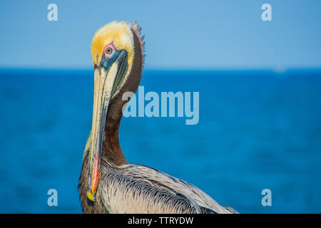 Ganz in der Nähe von Pelican am Meer Stockfoto