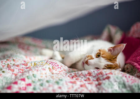 Eine weiße und orange Katze legt auf eines kleinen Mädchens bett Frontkamera Stockfoto