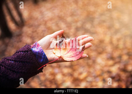 Zugeschnittenes Bild der Frau mit maple leaf im Wald Stockfoto