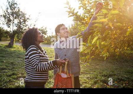 Mann, Apple zu Frau beim Stehen in der Obstgarten Stockfoto