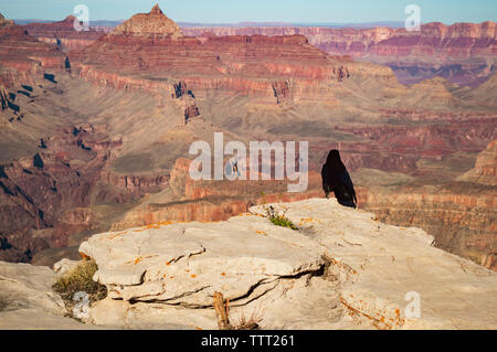 Schwarzer Vogel auf Felsen mit Blick auf den Grand Canyon National Park Stockfoto