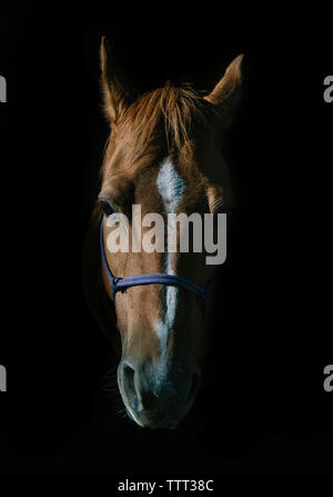 In der Nähe von Reiten auf schwarzem Hintergrund Stockfoto