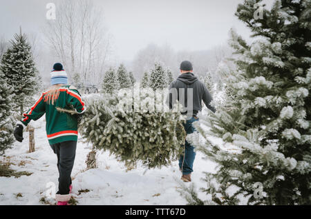 Rückansicht eines Paares mit weihnachtsbaum beim Spaziergang auf dem Bauernhof Stockfoto