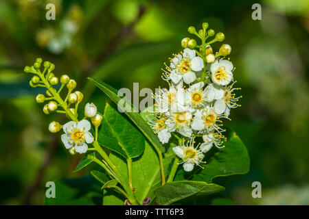 Blüten von Wild Western Chokecherry Strauch (Prunus Virginiana var. demissa) im späten Frühjahr, Castle Rock Colorado USA. Foto im Mai. Stockfoto