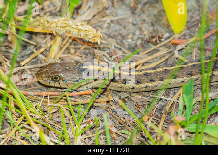 Western terrestrische Garter Snake (Thamnophis elegans) Erwärmung in der Morgensonne, Castle Rock Colorado USA. Foto im Juni getroffen. Stockfoto