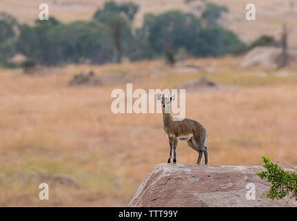 Klippspringer steht auf Rock in der Serengeti National Park Stockfoto