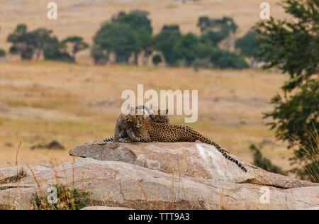 Leopardin mit Leopard cubs auf Fels in der Serengeti National Park Stockfoto