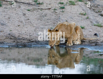 Lion cub Trinkwasser aus wasserloch am Sabie Park Stockfoto