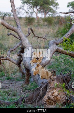 Lion Cubs spielen auf umgefallene Baum im Wald am Sabie Park Stockfoto