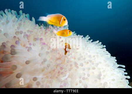 Rosa Anemonenfischen (Amphiprion perideraion) Schwimmen von herrlichen Seeanemone Stockfoto