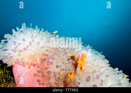 Rosa Anemonenfischen (Amphiprion perideraion) Schwimmen von herrlichen Seeanemone undersea Stockfoto