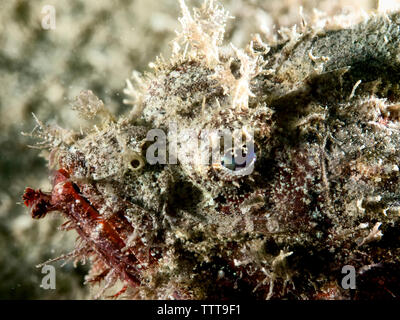 - Nahaufnahme von steinfisch (Synanceia verrucosa) Unterwasser Stockfoto