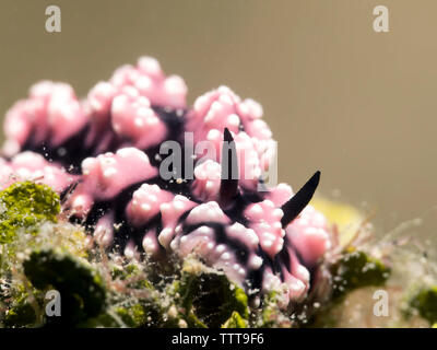 Nahaufnahme der Meeresschnecke unter Wasser Stockfoto