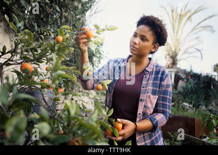 Junge Frau Prüfung Orangen wachsen auf Baum im Garten Stockfoto