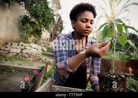 Frau pflanzen Prüfung auf gemeinschaftlicher Garten Stockfoto