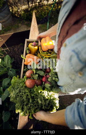 Ansicht von oben von Frau, die frisch geernteten Gemüse in der Kiste an Organic Farm Stockfoto