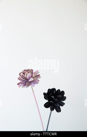 Malte Blumen vor weißem Hintergrund Stockfoto
