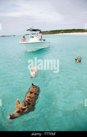 EXUMA, Bahamas. Schwimmen Schweine am grossen Major Cay. Stockfoto