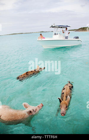 EXUMA, Bahamas. Schwimmen Schweine am grossen Major Cay. Stockfoto