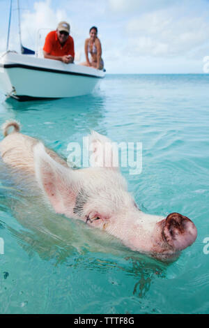 EXUMA, Bahamas. Schwimmen Schweine am grossen Major Cay. Stockfoto