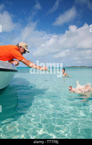 EXUMA, Bahamas. Schwimmen Schweine am grossen Major Cay. Stockfoto