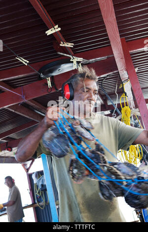 Französisch Polynesien Tahaa Island. Reinigung Austern zu einem Pearl Farm. Stockfoto