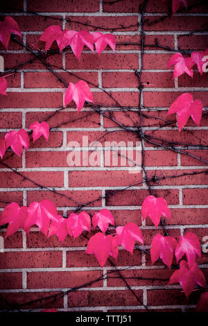 Close-up Herbst Blätter auf Wand Stockfoto