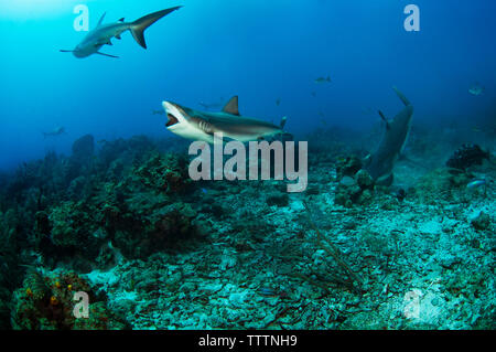 Haie schwimmen unter Wasser Stockfoto
