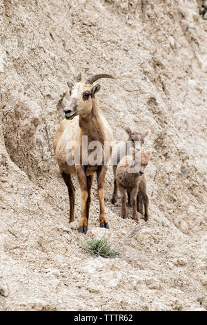 Weibliche Bighorn Schafe (Ovis canadensis) mit zwei lämmer an der Klippe der Badlands National Park, South Dakota, USA Stockfoto