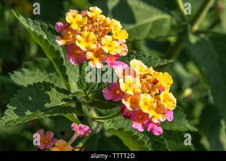 Bunte Lantana camara Blumen in Atlanta Botanical Garden in Gainesville, Georgia. (USA) Stockfoto