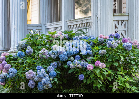 Farbenprächtige hortensienblüten vor einem historischen Südlichen in Gainesville, Georgia. (USA) Stockfoto