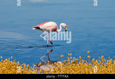 Flamingos in der Laguna Canapa, Potosi, Bolivien Stockfoto