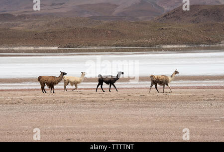 Lamas von Laguna Hedionda, Potosi, Bolivien Stockfoto