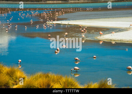 Flamingos in der Laguna Hedionda, Potosi, Bolivien Stockfoto