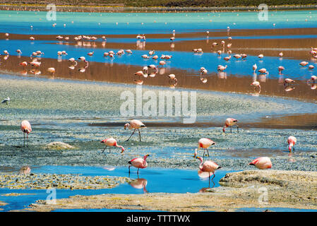 Flamingos in der Laguna Hedionda, Potosi, Bolivien Stockfoto