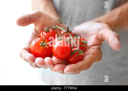 Alte Hände, die Tomaten, Nahaufnahme Stockfoto