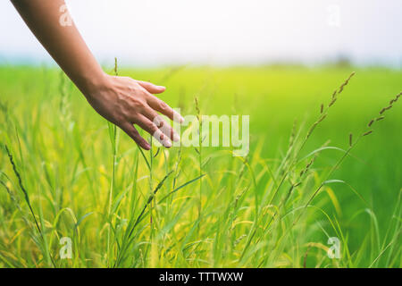 Closeup Bild der Hand einer Frau Reis in einem Feld berühren. Stockfoto