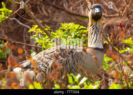 Ein Hawaii-gans, Branta sandvicensis, eine endemische Hawaiian Arten, auf der Insel Kauai. Stockfoto