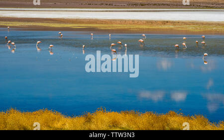 Flamingos in der Laguna Canapa, Potosi, Bolivien Stockfoto