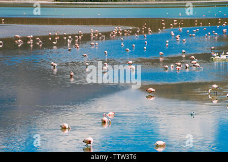 Flamingos in der Laguna Hedionda, Potosi, Bolivien Stockfoto