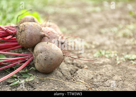 Rohen Rüben auf dem Boden liegend im Garten Stockfoto