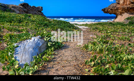 Strand, Bucht, Aruba Andicuri Stockfoto