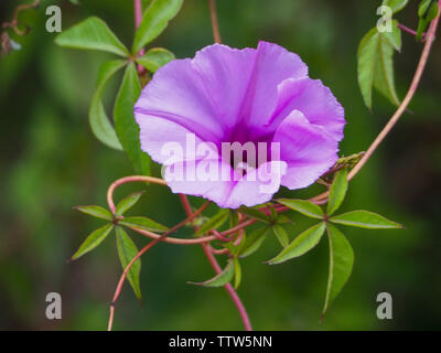 Pinkfarbene und malvenfarbene Kletterblume auf der gewundenen Weinrebe blüht Ipomoea mit neuen grünen Blättern Stockfoto