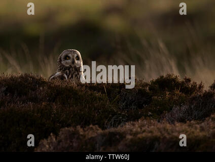 Eine wilde Short Eared Owl (Asio Flammeus) auf Moorland, North Uist, Äußere Hebriden, Schottland Stockfoto